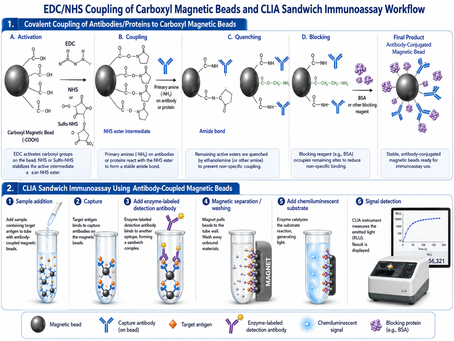 Figure4_edc_nhs_antibody_conjugation_clia_workflow.png