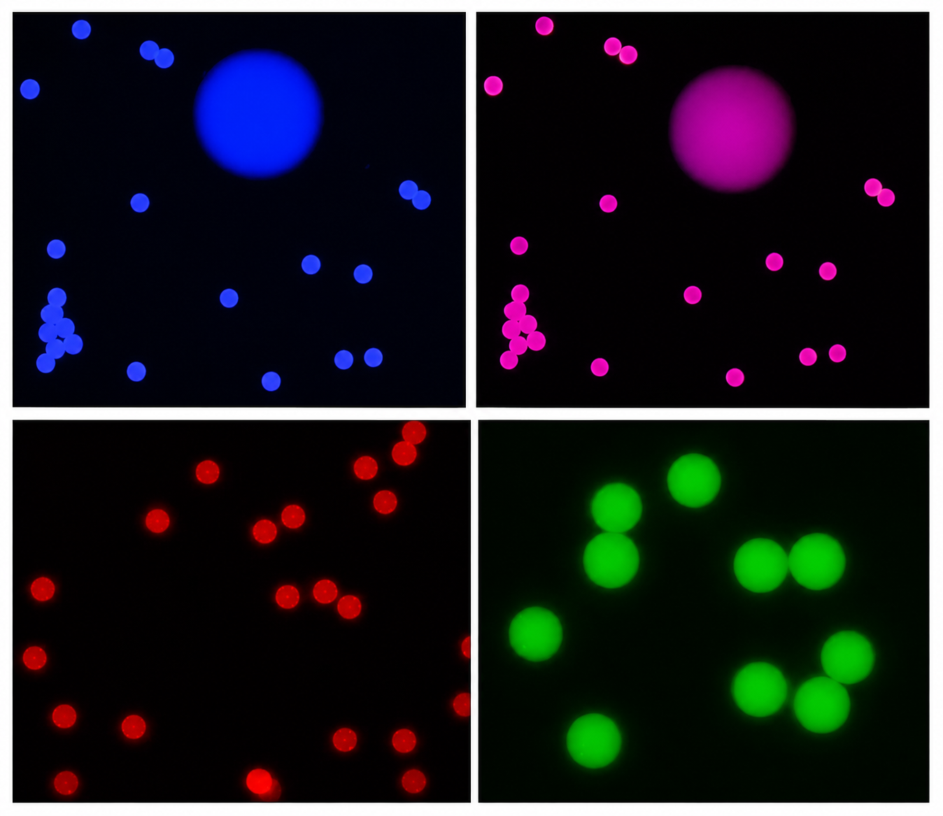 Fluorescent Microspheres-