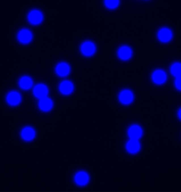 Blue Color Carboxyl Latex Microspheres