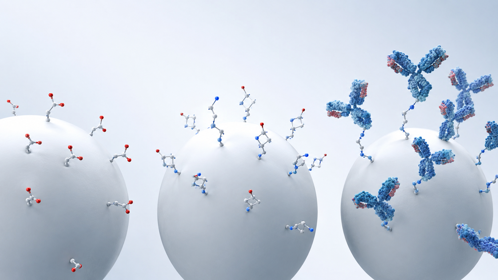 Three‑stage antibody conjugation on carboxylated microspheres.png