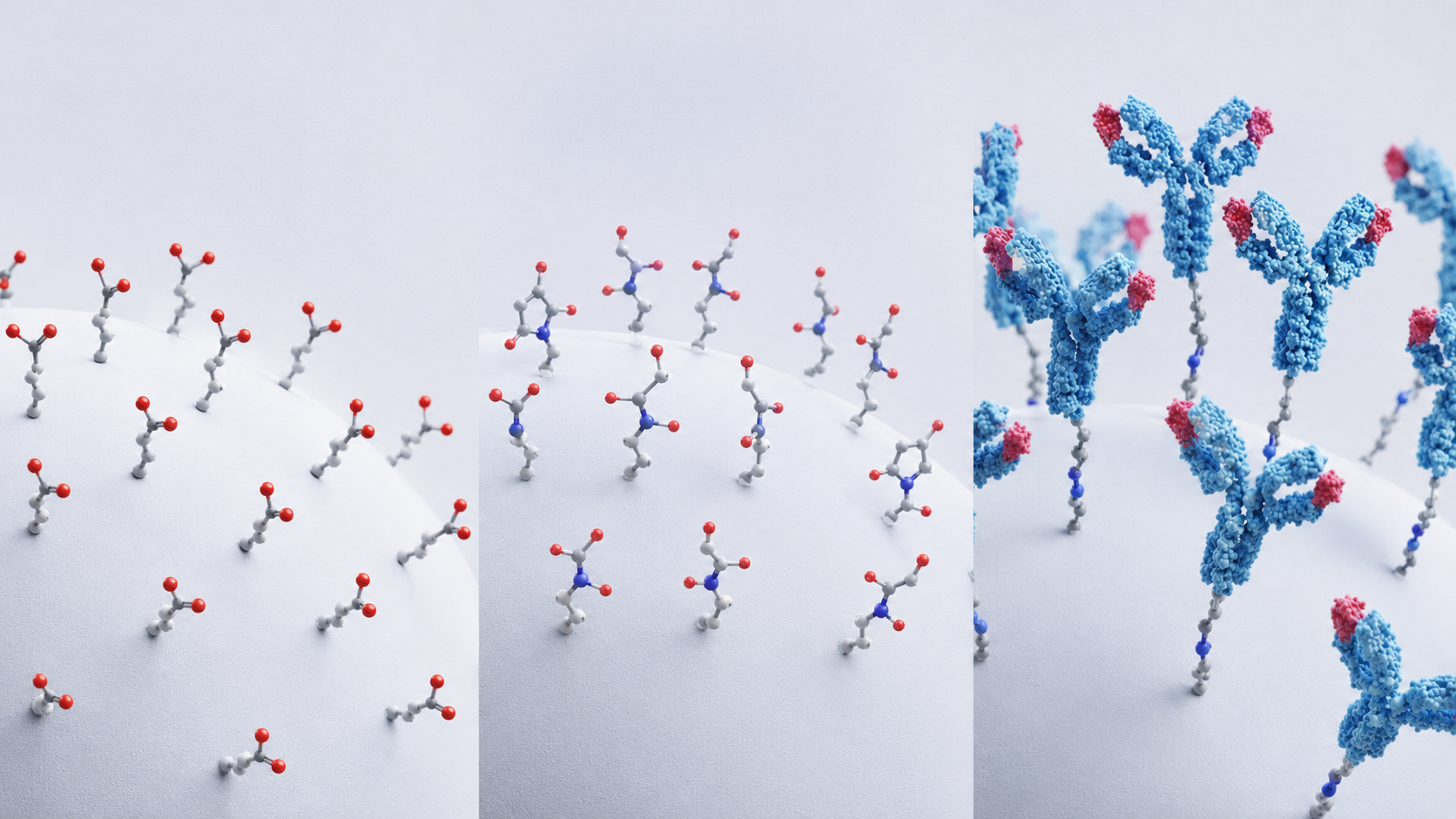 Three‑stage antibody conjugation on carboxylated microspheres.png