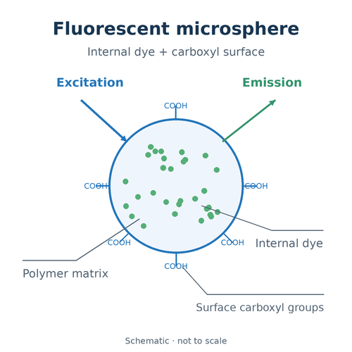 fluorescent-microsphere-structure-brazil.png