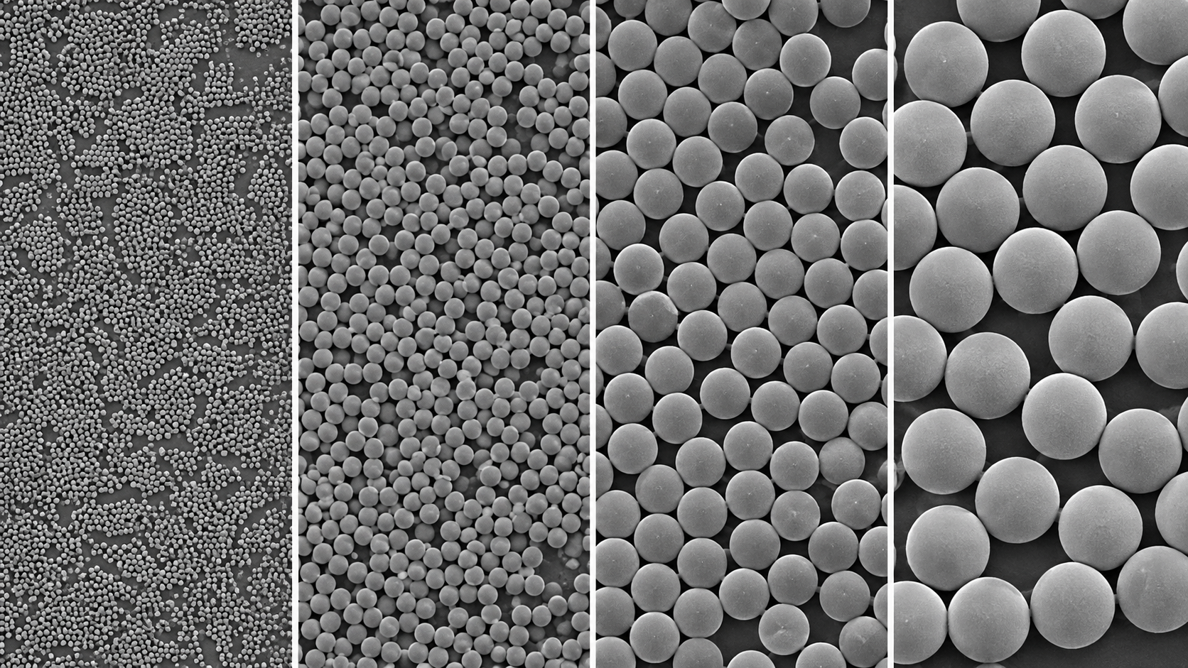 Comparison of four particle sizes of polystyrene microspheres.png