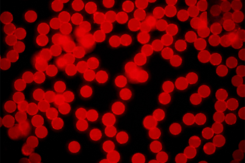 Rare-Earth-Time-Resolved-Fluorescent-Microspheres-(TRFM)