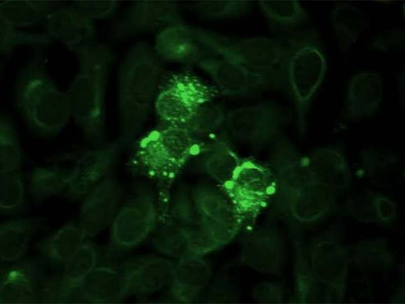 Immunofluorescence-Assays