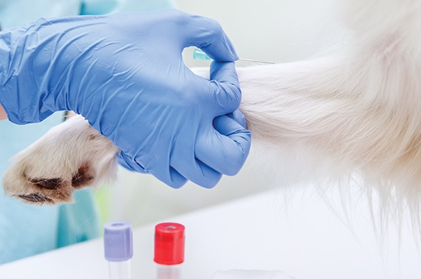 Veterinary Diagnostics