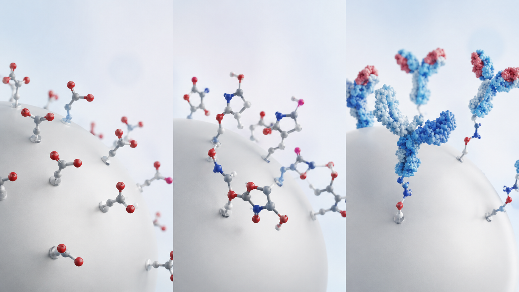 Three‑stage EDCNHS antibody conjugation.png