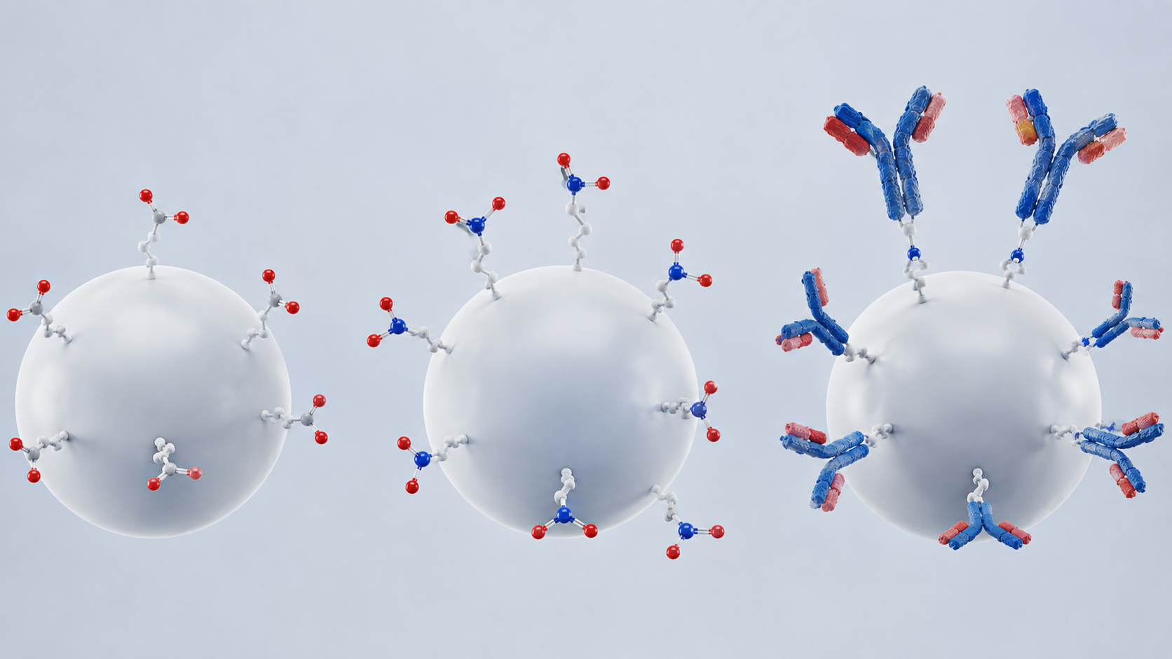 EDCNHS antibody covalent coupling.png