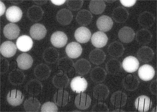 Lateral flow chromatography fluorescence microsphere application