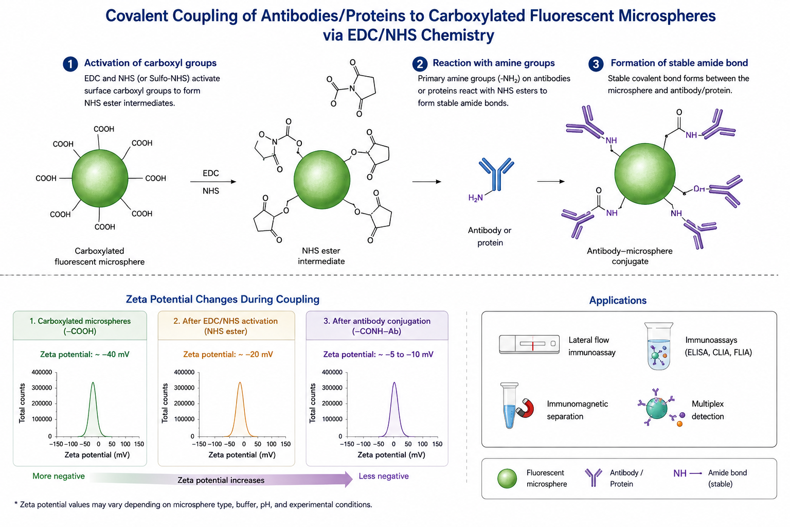 Schematic of EDCNHS-mediated antibody conjugation to carboxyl fluorescent microspheres.-4.png