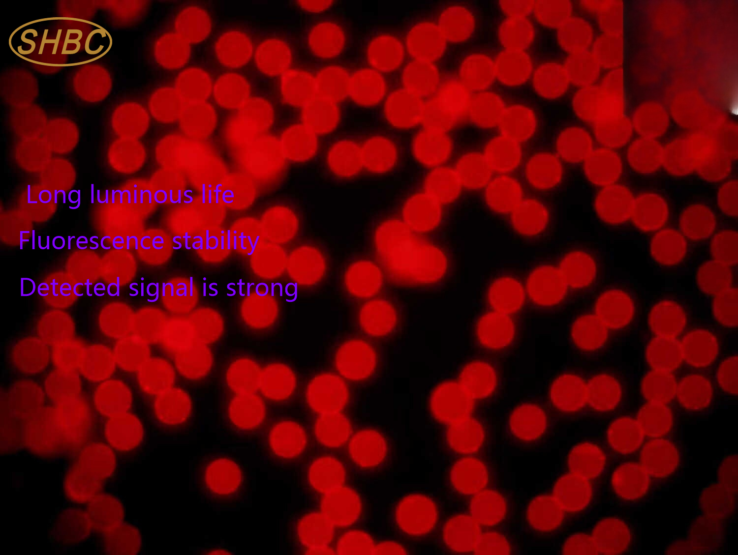 CFR1UM-10 1μm Red Fluorescent Microspheres for Bioassay and Diagnostic Applications