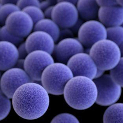 Fluorescent-Microspheres