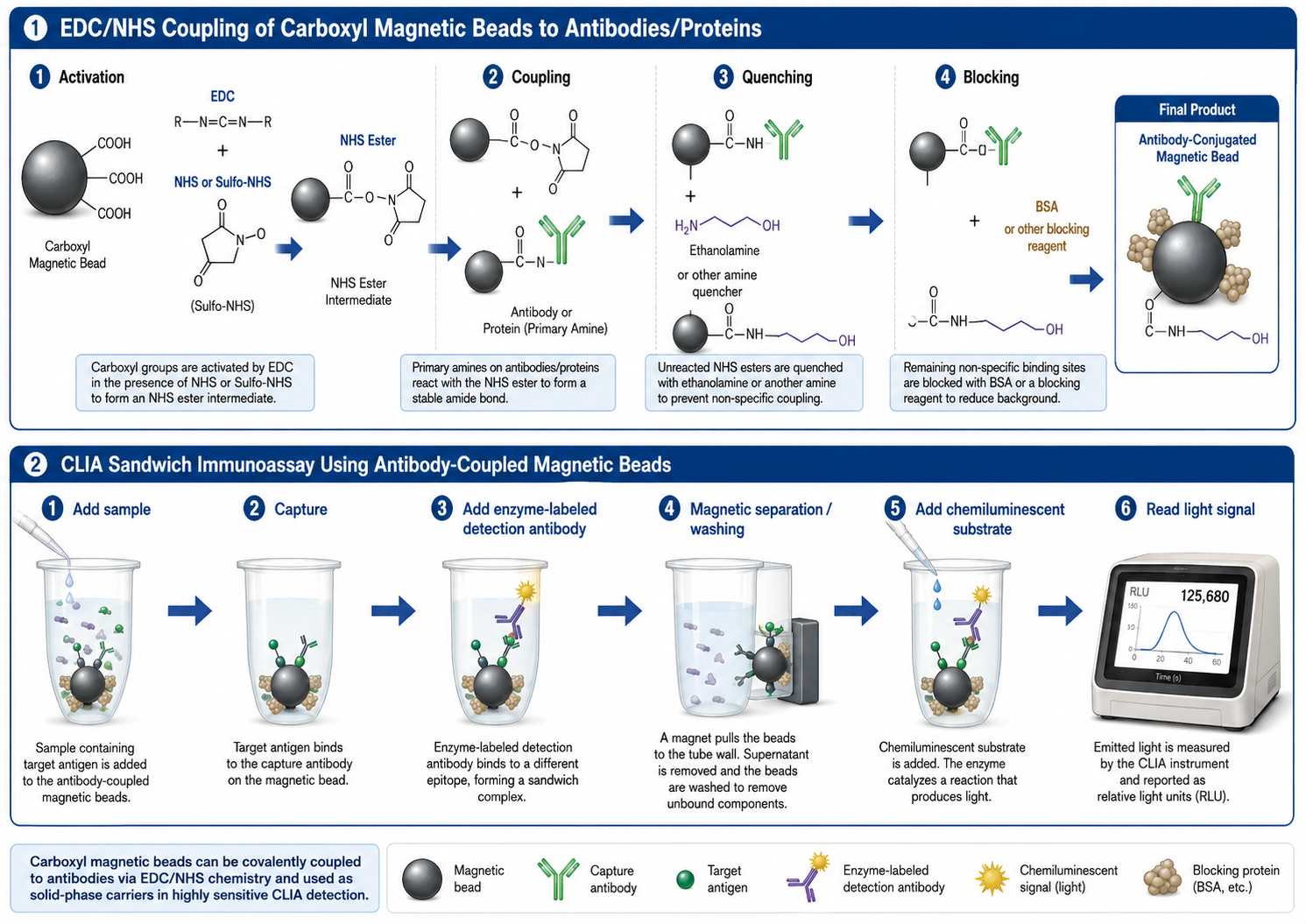 edc_nhs_antibody_conjugation_clia_workflow-4.png