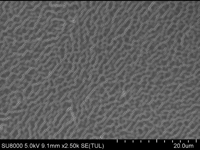 Particle Size Distribution Diagram of 300 nm Carboxyl Microspheres.png