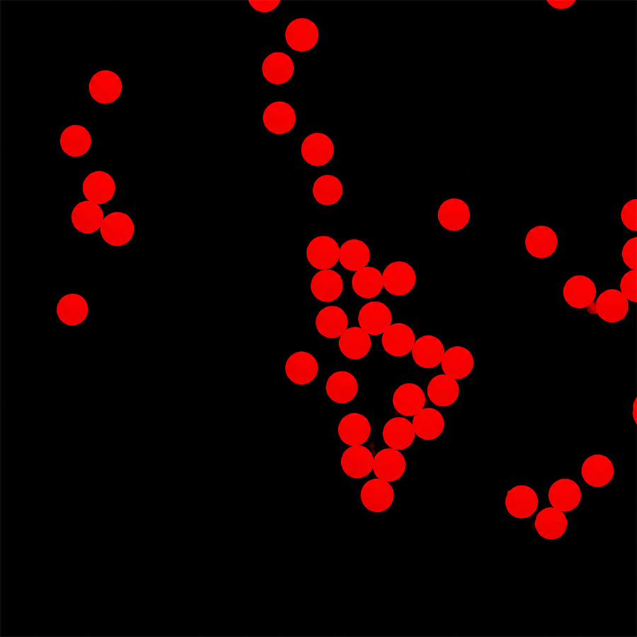 100um Carboxyl Red-Fluo Microspheres CFR100UM-10 1%