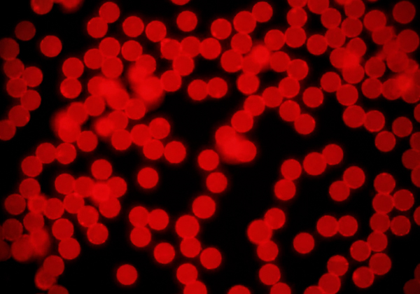 IVD Diagnostic Microspheres