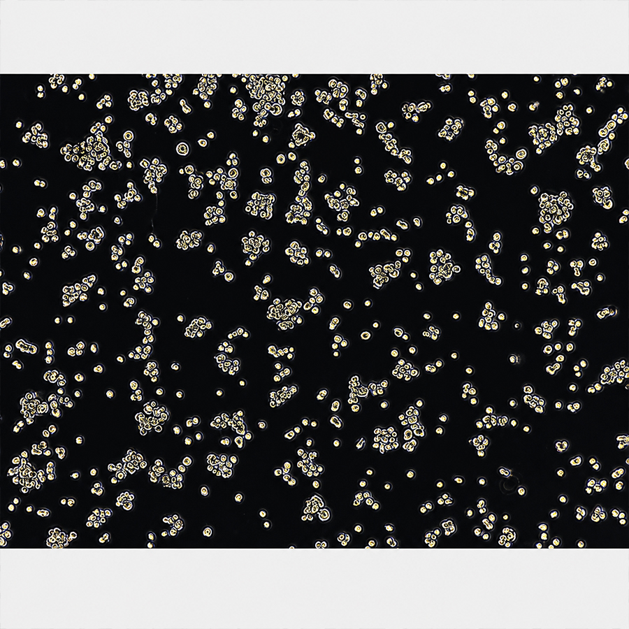 1.5um Streptavidin Magnetic Beads MSA1.5UM-10 1%