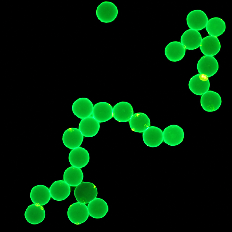 15um Carboxyl Green-Fluo Microspheres CFG15UM-10 1%