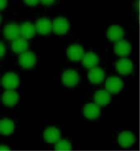 CFG1UM-10 1μm Green Fluorescent Microspheres for Bioassay and Biomedical Applications