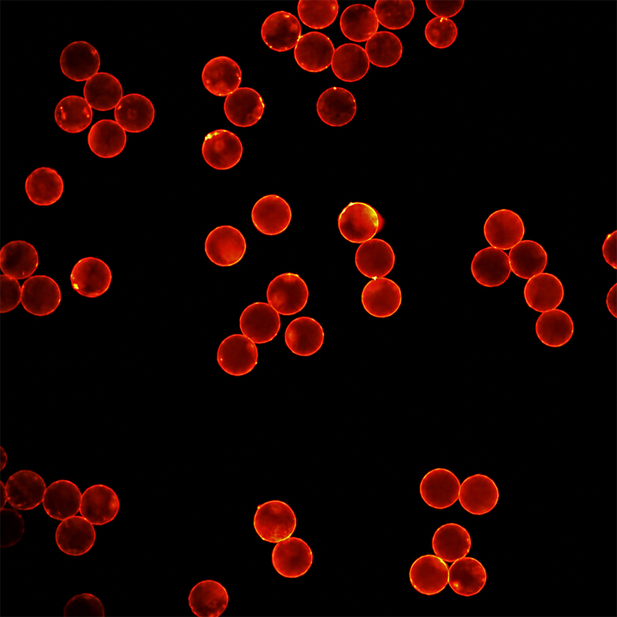 15um Carboxyl Red-Fluo Microspheres CFR15UM-10