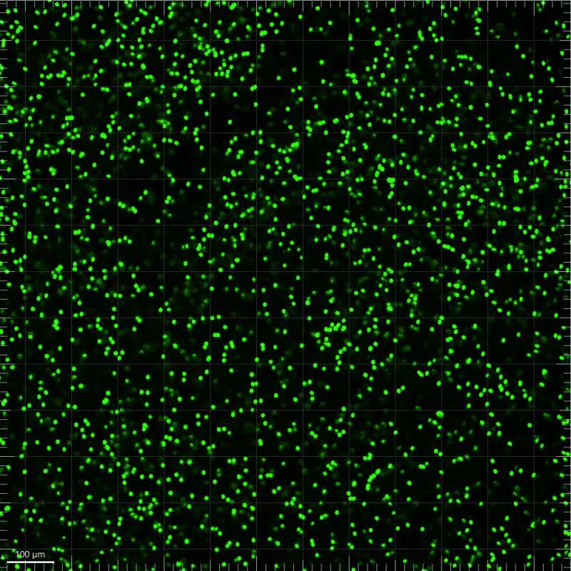 CFG100-10 100nm Green Fluorescent Microspheres for Bioassay and Biomedical Applications
