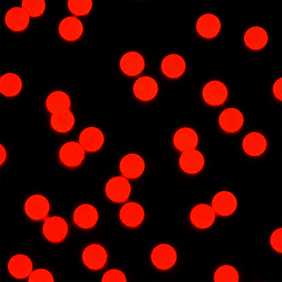 4μm Red Carboxyl Microspheres