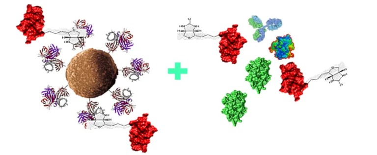 Figure2-Schematic-diagram-of-tar.jpg