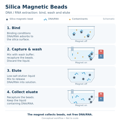 silica-magnetic-beads-nucleic-acid-extraction.png
