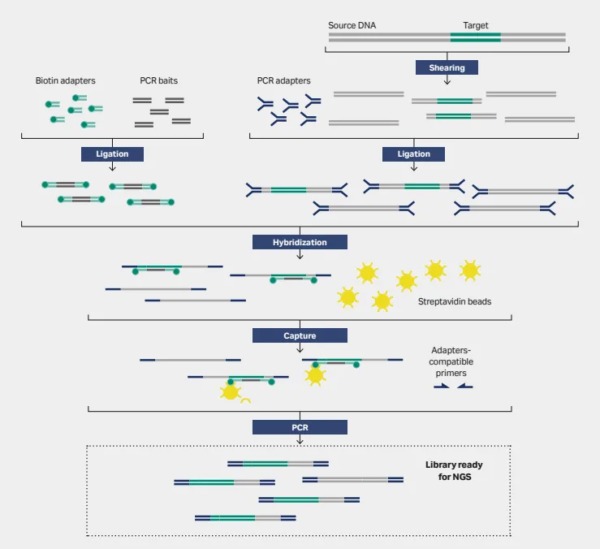 Figure3-Hybrid-capture-steps-in.jpg
