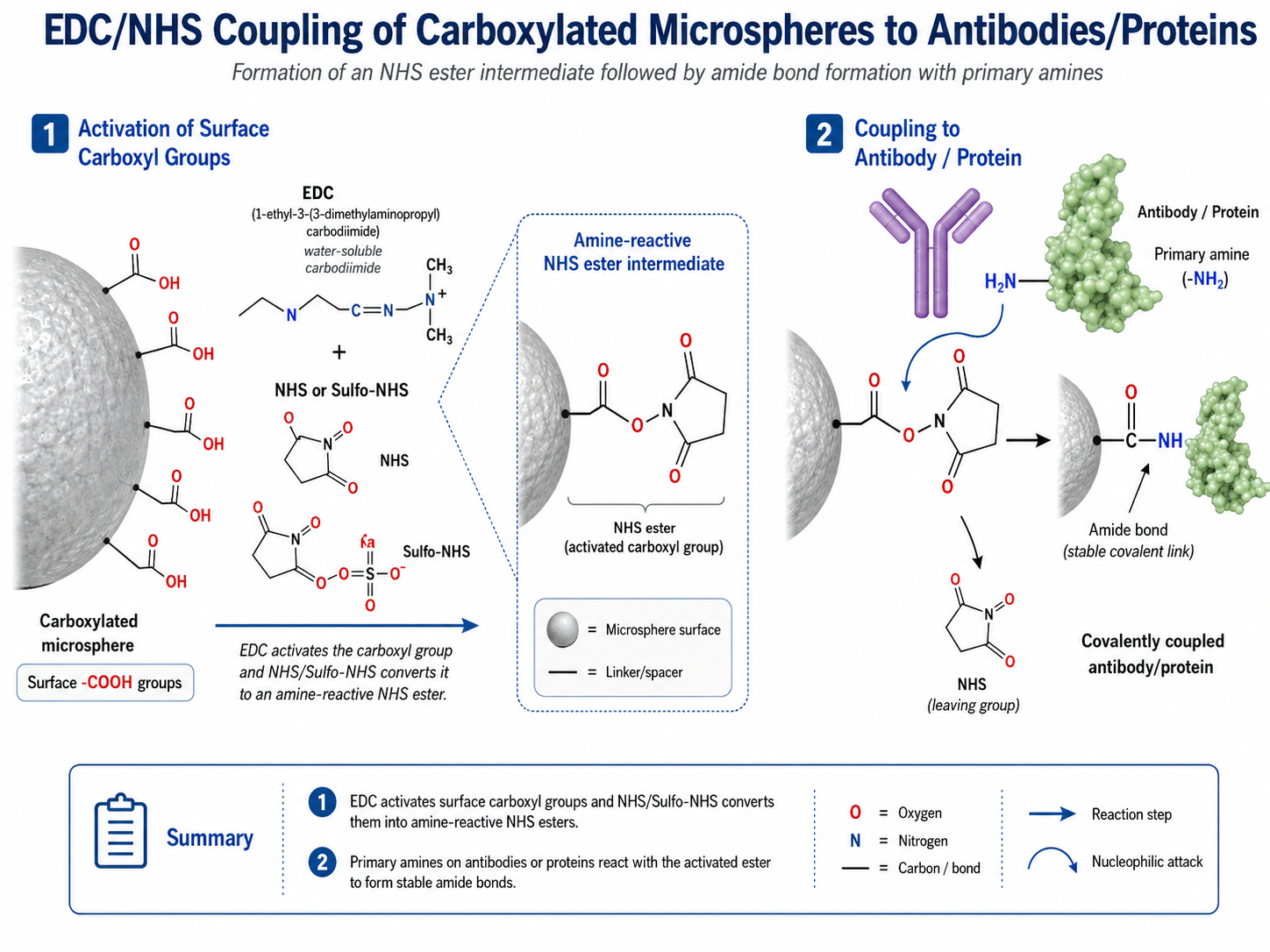 Schematic of EDCNHS‑mediated antibody coupling-2.png